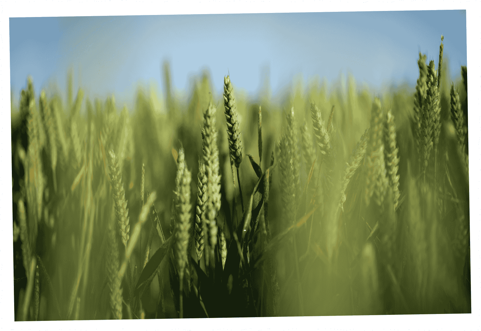 Wheat plant develops